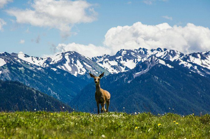 Olympic Two Day Private Tour and Hike - Frequently Asked Questions