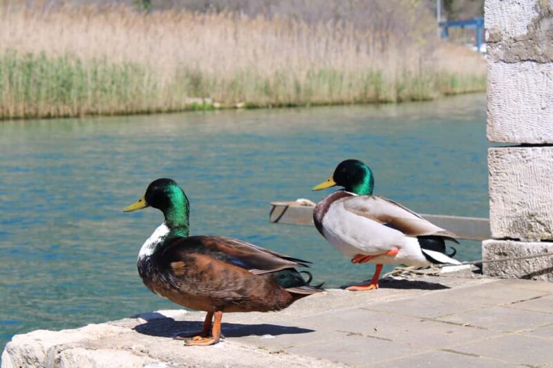 Ombla River Paddleboarding Tour in Dubrovnik with Snacks - Key Points