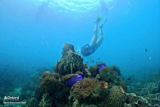 OnBird - PRIVATE ADVENTURE SNORKELING - explore Half-moon reef & Coral Mountain - FAQ
