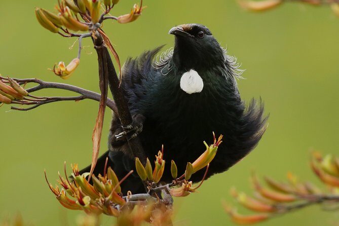One Day Birding Adventure - Exploring Rotorua’s Birding Hotspots: What to Expect