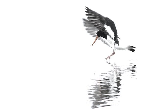 One Day Birding Adventure - Analyzing the Price and Overall Value