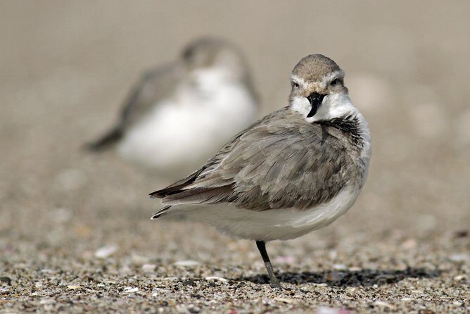 One Day Birding Adventure - Who Should Consider This Tour?