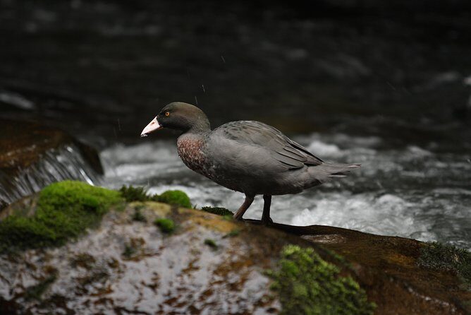 One Day Birding Adventure - The Sum Up: Who Will Love This Tour?
