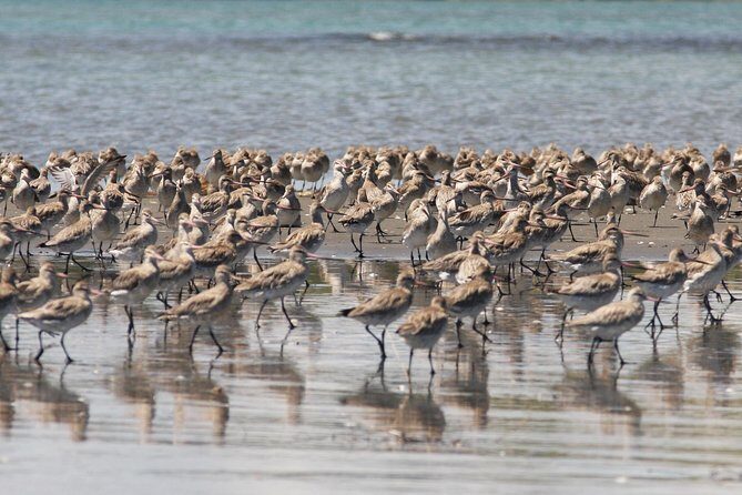 One Day Birding Adventure - FAQ: Your Practical Questions Answered