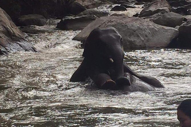 One day Elephants in Nature Experience & Grand Canyon Jumping - Who Will Love This Experience?