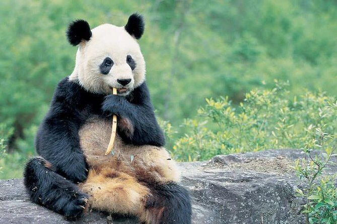 One Day Family Trip with Kids:Panda Visit and Culture Activities Experience - What Reviewers Have Said