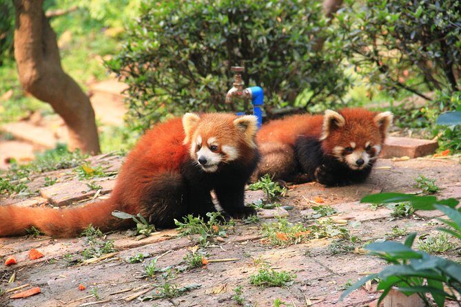 One Day Family Trip with Kids:Panda Visit and Culture Activities Experience - Final Thoughts: Who Will Love This Tour?