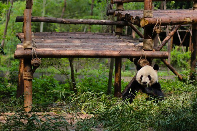 One Day Giant Panda Leisure Private Tour in Chengdu - A Closer Look at the Tour Experience