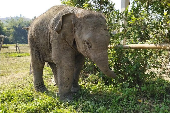One Day Hiking and Elephant experience by Chiang Mai Elephant Home - Key Points