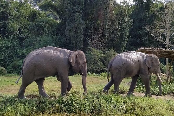 One Day Hiking and Elephant experience by Chiang Mai Elephant Home - The Sum Up: Is It Worth It?