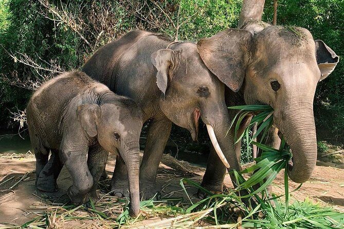 One Day Hiking and Elephant experience by Chiang Mai Elephant Home - FAQ