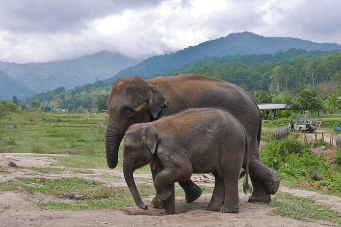 One Day Jungle Trek, Hill Tribe and Bamboo Rafting - FAQ