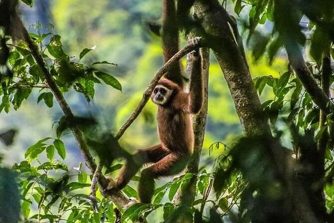 ONE DAY JUNGLE TREKKING 6-7 hours (see orang utan) + RAFTING in BUKIT LAWANG - An Authentic Day in the Jungle: Bukit Lawangs Combo Trek & Rafting Tour