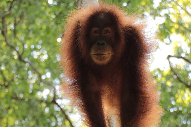 ONE DAY JUNGLE TREKKING 6-7 hours (see orang utan) + RAFTING in BUKIT LAWANG - Key Points