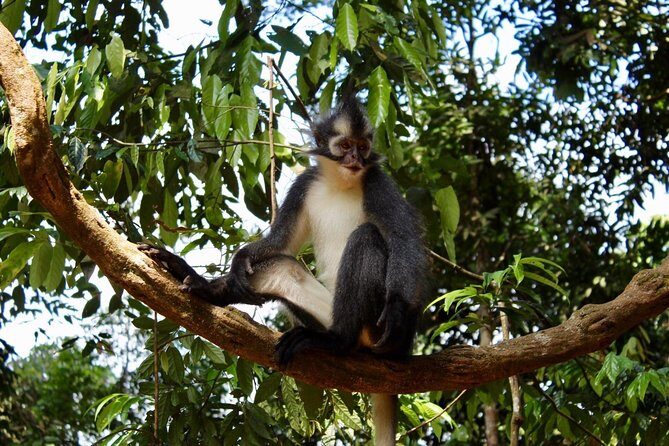 ONE DAY JUNGLE TREKKING 6-7 hours (see orang utan) + RAFTING in BUKIT LAWANG - FAQ