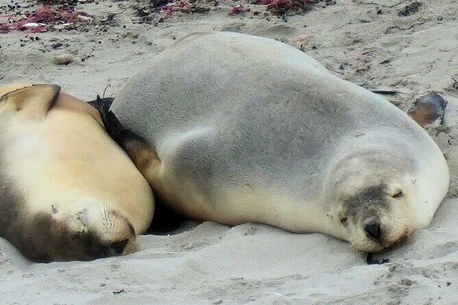 One Day Kangaroo Island Highlights Tour - A Deep Dive into the Experience