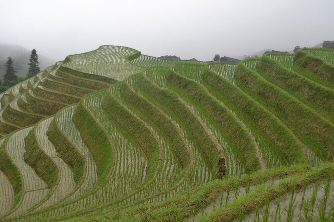 One Day Private Longji Rice Terraces with Minority village tour - First Impressions and Overall Value
