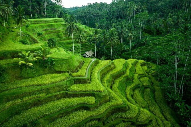 One Day Private Tour From Benoa Port Bali - Key Points