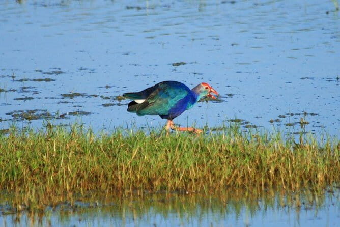 One Day Safari Tour to Bundala National Park from Colombo - Key Points