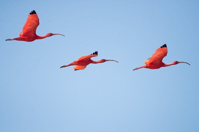 One Day Safari Tour to Bundala National Park from Colombo - Experience Breakdown: What You Can Expect