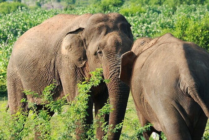 One Day Safari Tour to Bundala National Park from Colombo - In-Depth Look at the Itinerary