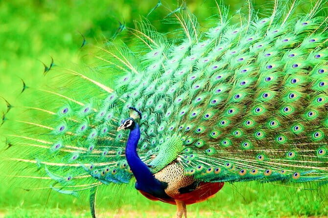 One Day Safari Tour to Bundala National Park from Colombo - Practical Tips for Your Safari