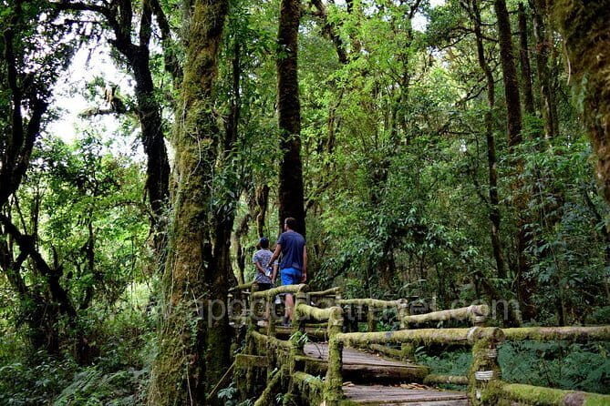 One day tour Doi Inthanon National Park and Trekking on Kew Mae Pan Trail - A Complete Breakdown of the Doi Inthanon Tour