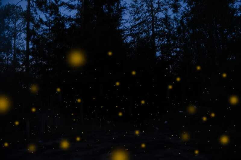 One day tour from Mexico City to Firefly Sanctuary - Final Thoughts