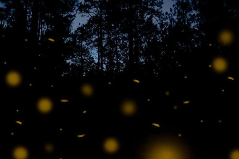 One day tour from Mexico City to Firefly Sanctuary - Who Should Consider This Tour?