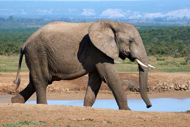 One Day Tour inside Chitwan National Park - One Day Tour inside Chitwan National Park: An In-Depth Review