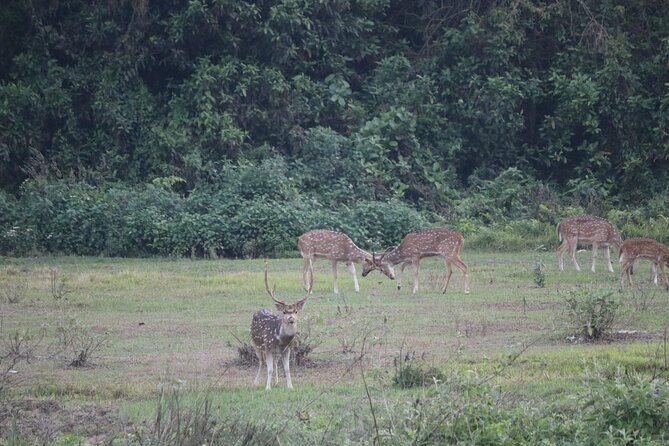 One Day Tour inside Chitwan National Park - The Experience: From Dawn to Dusk in Chitwan