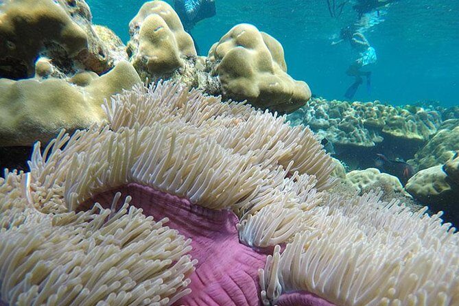 One Day Tour to Koh Rok & Koh Haa By Tin Adventure Sea Tour from Koh Lanta - The Sum Up
