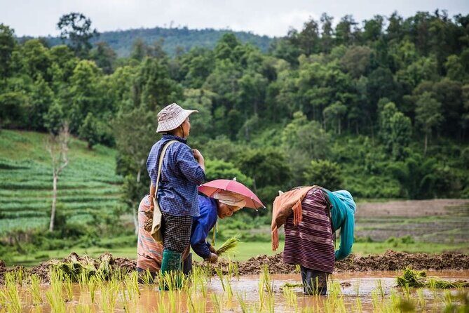 One Day Trekking & Bamboo rafting at Mae wang - Practical Tips for Booking