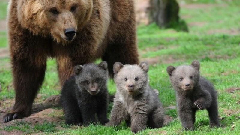 One day trip Bear Sanctuary, Dracula Castle - Key Points