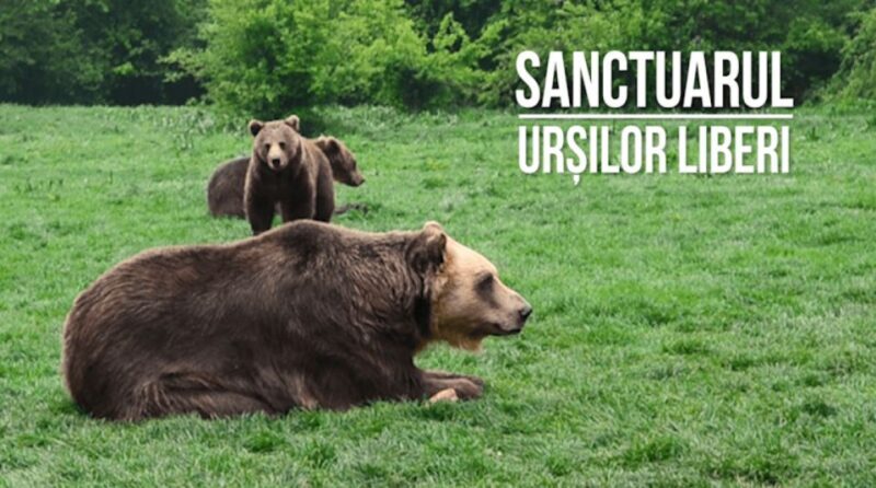 One day trip Bear Sanctuary, Dracula Castle - FAQ about the Tour