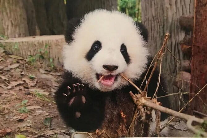 One Day Trip to Chengdu Panda Base and Leshan Buddha Tour - Benefits of the Private Tour Format