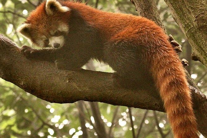 One Day Trip to Panda Base and Dujiangyan Irrigation Project - A Detailed Look at the Experience