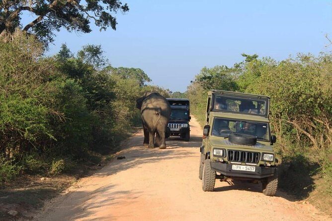 One Day Udawalawe Safari from Galle/Mirissa/Unawatuna/Hikkaduwa - Exploring the Udawalawe Safari in Depth