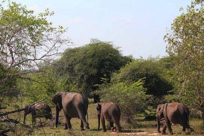 One Day Udawalawe Safari from Galle/Mirissa/Unawatuna/Hikkaduwa - Final Thoughts