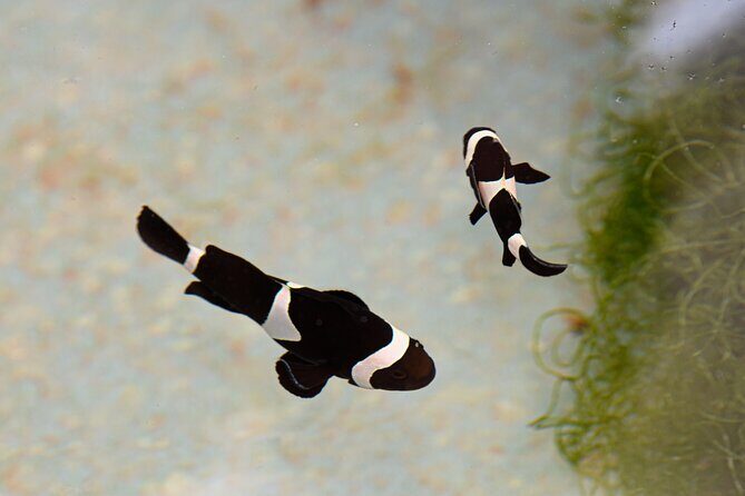 One Hour Coral Farm Tour, Discover Australia's Marine Life - Authentic Perspectives from Reviewers