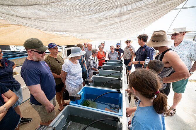One Hour Coral Farm Tour, Discover Australia's Marine Life - The Sum Up