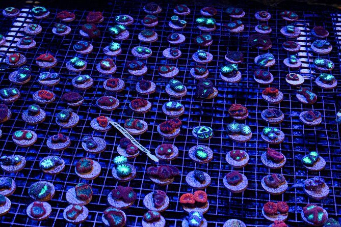 One Hour Coral Farm Tour, Discover Australia's Marine Life - FAQ