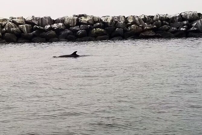 One Hour Cruise Around Marina del Rey - The Value of the Experience