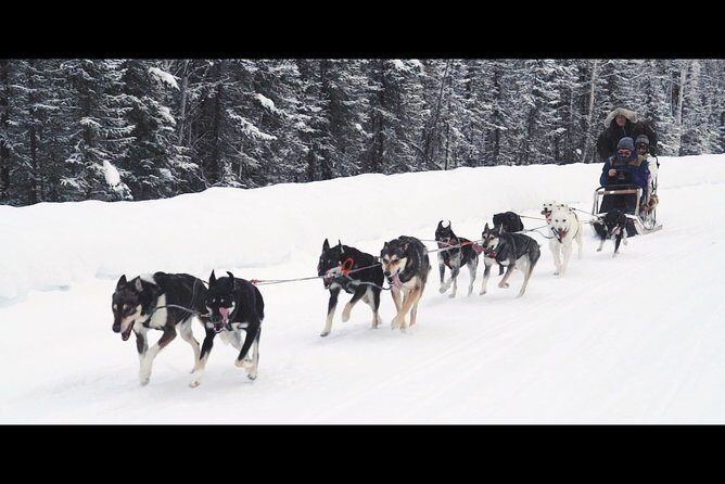 One Hour Experience Dog Sledding - What Makes This Tour Stand Out?