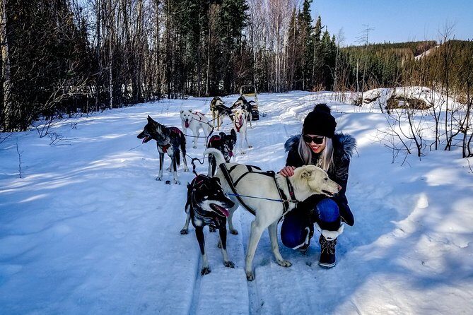 One Hour Experience Dog Sledding - Practical Tips for Your Dogsledding Adventure