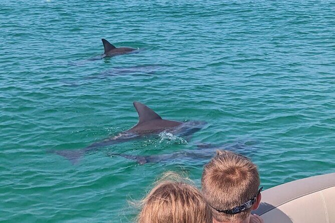 One Hour Harbor Shared Tour with Dolphin Watching - Who Should Consider This Tour?