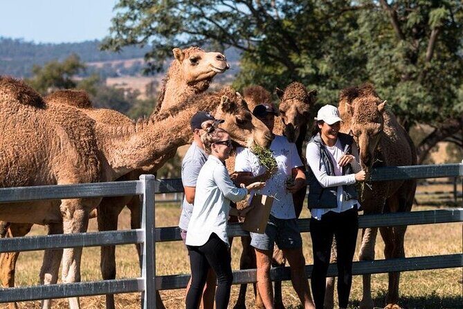 One Hump Camel Farm and Wine Tour - Key Points