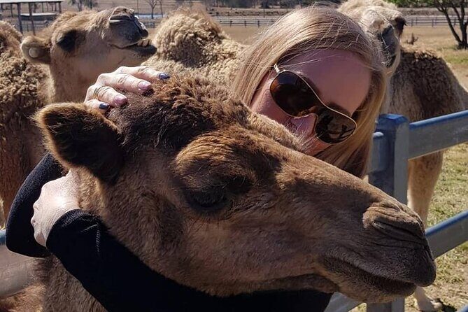 One Hump Camel Farm and Wine Tour - An In-Depth Look at the Tour Experience