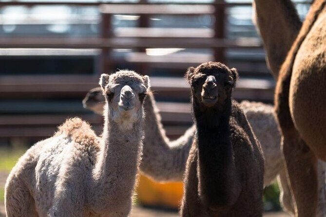One Hump Camel Farm and Wine Tour - Potential Drawbacks and Considerations