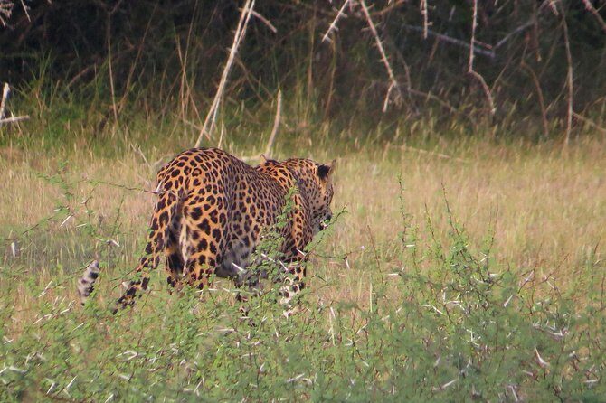 One Night Camping in Wilpattu National Park - Experience Breakdown: What to Expect from this Wilpattu Safari Tour